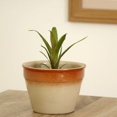 Vriesea Christiane - Flammendes schwert