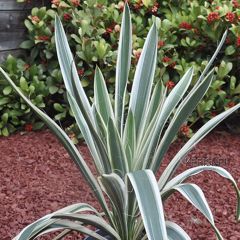 Yucca filamentosa Ivory Tower - Fädige Palmlilie