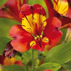 Alstroemeria Inca Pulse - Inkalilie