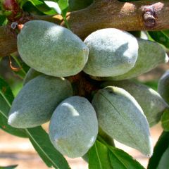 Mandelbaum All In One - Prunus dulcis