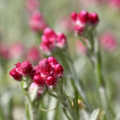 Antennaria dioica Rubra - Gemeines Katzenpfötchen