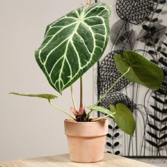 Flamingoblumen - Anthurium magnificum