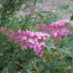 Buddleja davidii Pink Delight - Sommerflieder