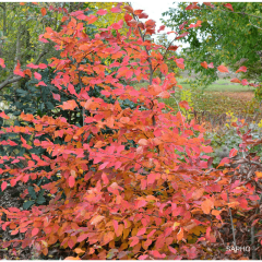 Hainbuche Rockhampton Red - Carpinus betulus