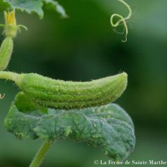 Einlegegurke de Bourbonne Bio - Ferme de Sainte Marthe