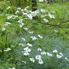Nuttalls Blüten-Hartriegel Ascona - Cornus nuttallii