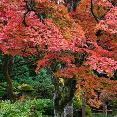 Fächerahorn - Acer palmatum