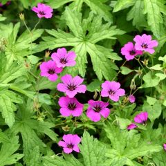 Storchschnabel Patricia - Geranium