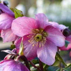 Helleborus orientalis Madame Lemonnier