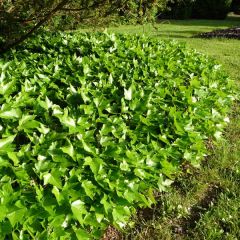 Gezacktblättriger Efeu Green Ripple - Hedera helix