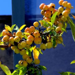 Zierapfel Golden Hornet - Malus
