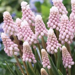 Muscari Pink Sunrise - Traubenhyazinthe