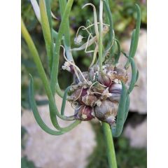 Oignon rocambole 'Proliferum'