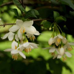 Japanische Storaxbaum - Styrax japonica