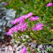 Delosperma cooperi