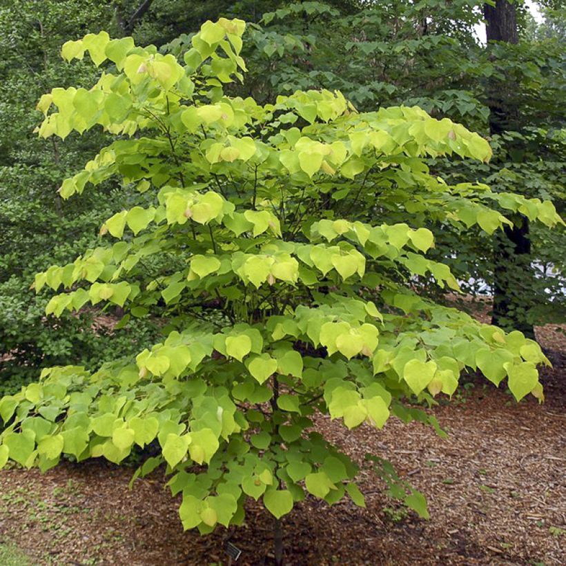 Kanadischer Judasbaum Heart of Gold - Cercis canadensis (Hafen)
