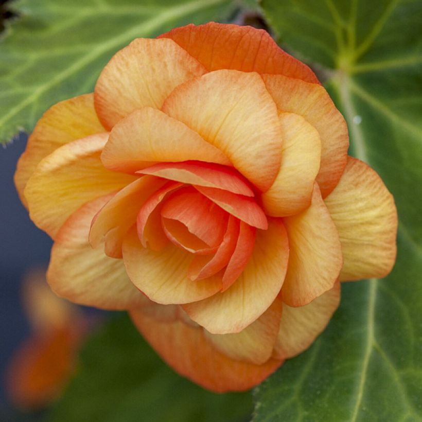Begonie Apricot Shades Improved F1 (Samen) - Begonia (Blüte)