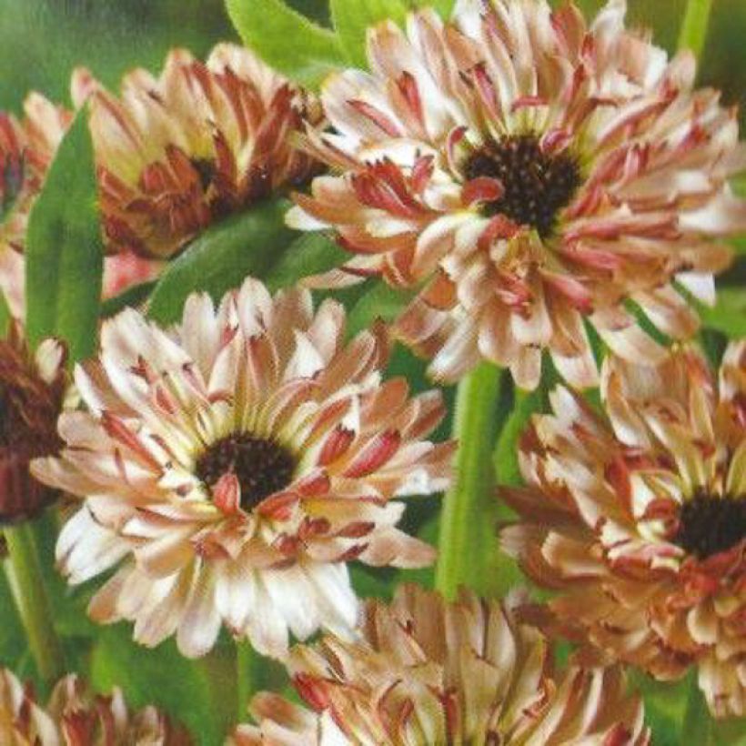 Garten-Ringelblume Sunny Girl - Calendula (Blüte)