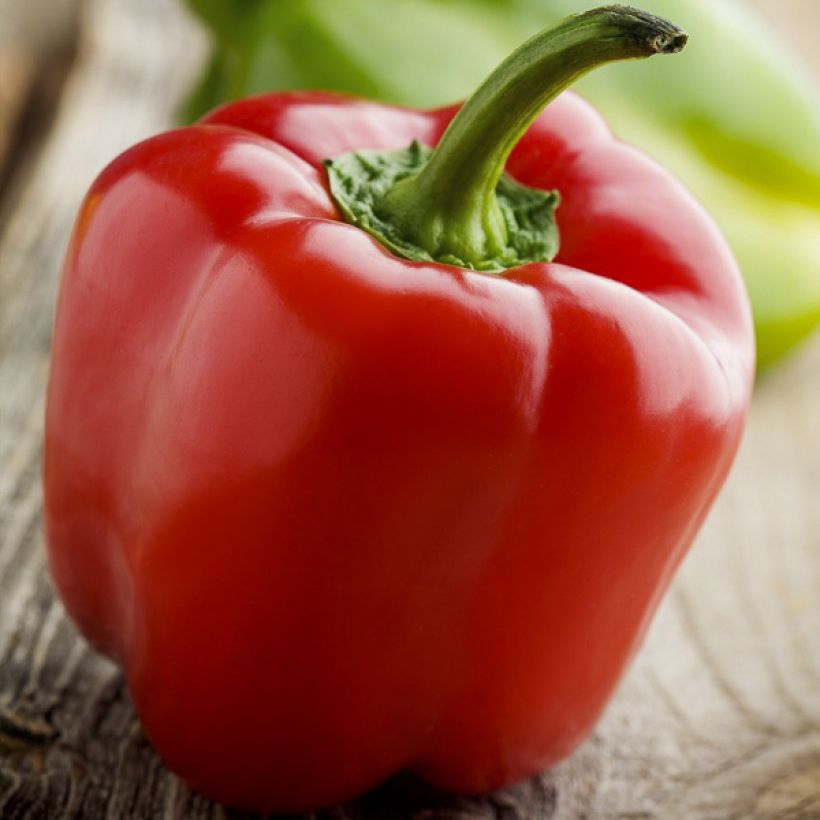 Spanisch Chili-Pfeffer Yolo Wonder - Vilmorin (Ernte)