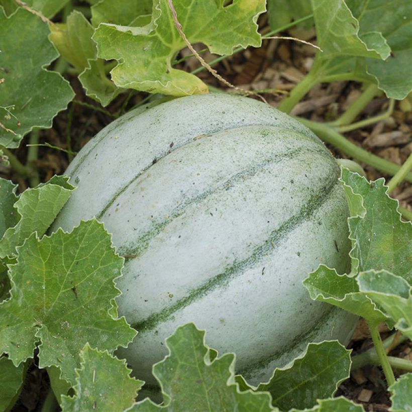 Melone Ancien Vieille France Bio - Ferme de Sainte Marthe (Ernte)