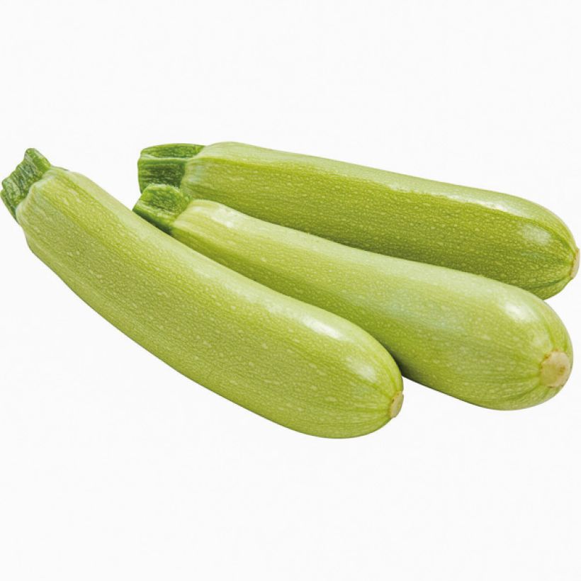 Garten-Kürbis Amalthée Bio (Ernte)
