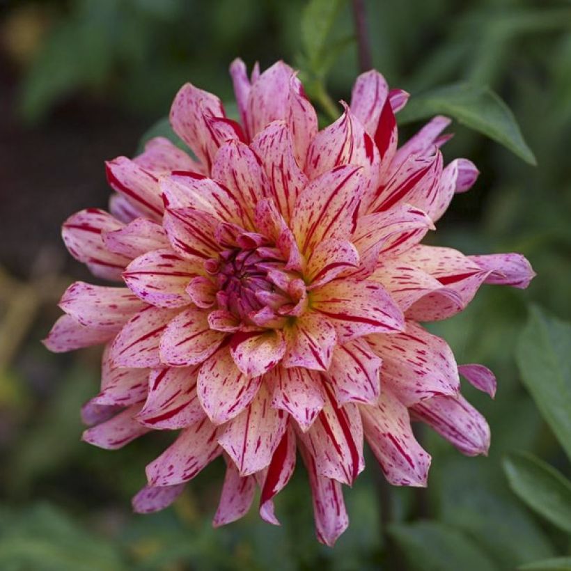 Dekorative Dahlie Mingus Tony (Blüte)