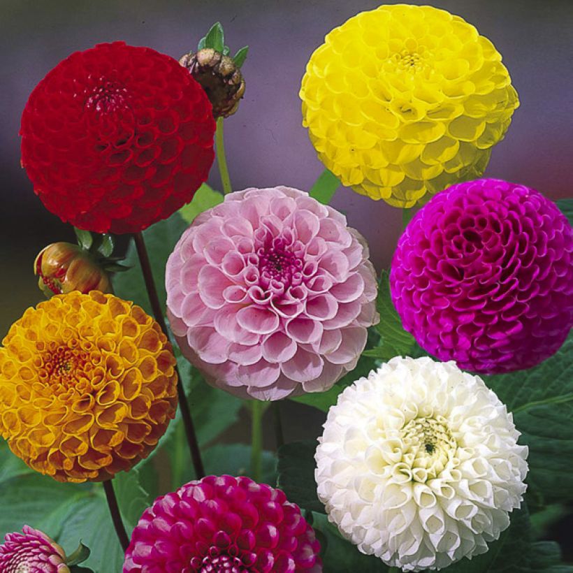 Dahliensamen Pompon Mix (Samen) (Blüte)
