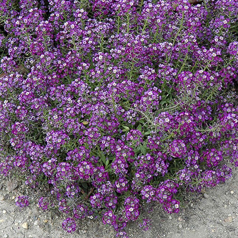 Strand-Silberkraut Oriental Nights (Samen) - Lobularia (Blüte)