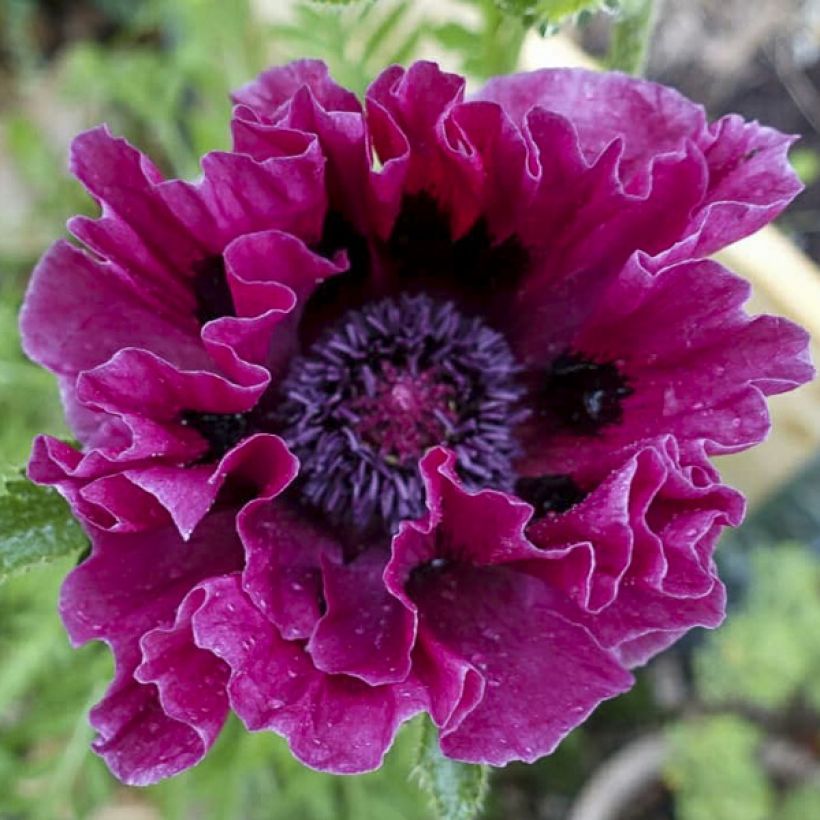 Orientalischer Mohn Harlem - Papaver orientale (Blüte)