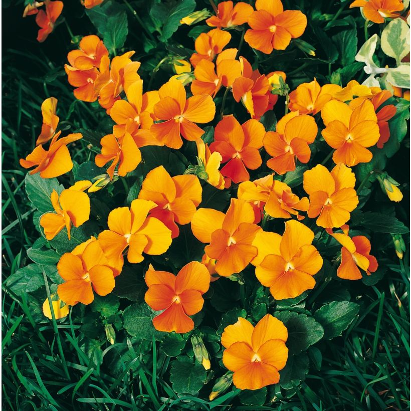 Horn-Veilchen F1 Penny Orange (Blüte)