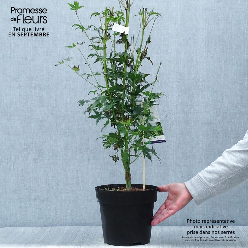 Exemplar von Fächerahorn Tsukasa Silhouette - Acer palmatum Topf mit 6L/7L wie im Herbst geliefert