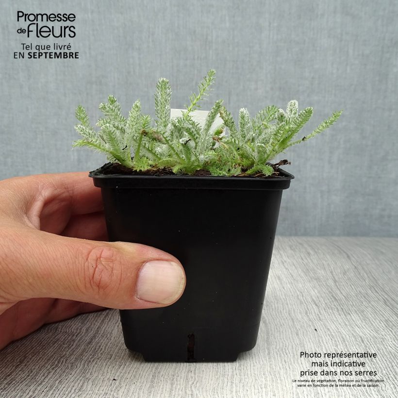 Exemplar von Achillea tomentosa Aurea - Filzige Schafgarbe Kleine Töpfe von 8/9 cm wie im Herbst geliefert