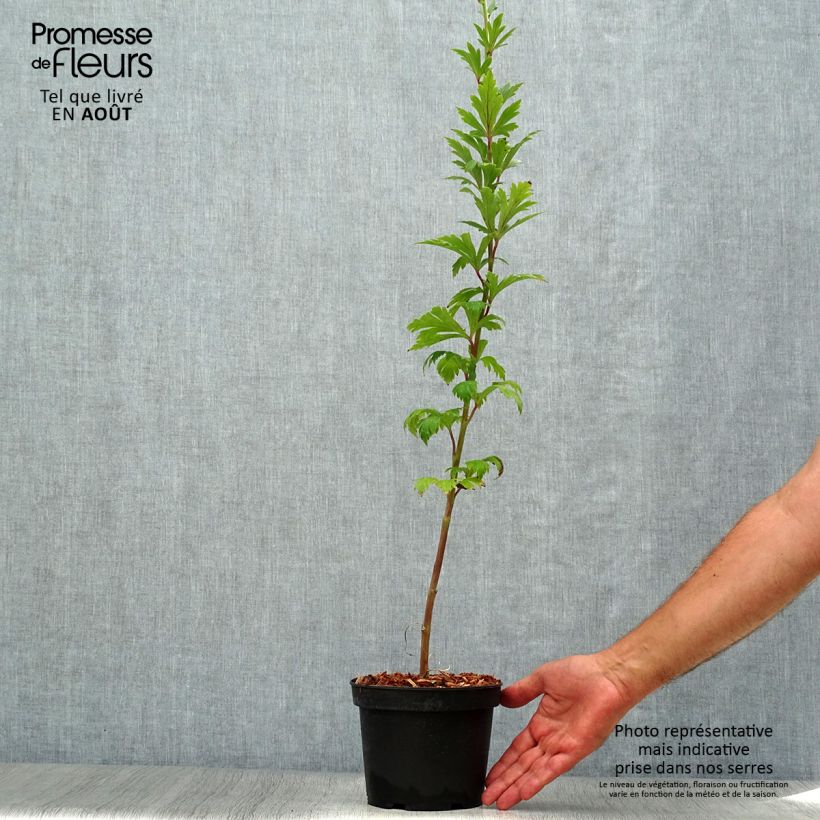 Exemplar von Aconitum carmichaelii Arendsii - Herbsteisenhut Topf mit 2L/3L wie im Sommer geliefert