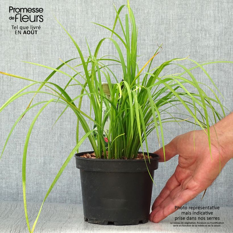 Exemplar von Acorus gramineus Licorice - Gras-Kalmus Topf mit 1,5L/2L wie im Sommer geliefert