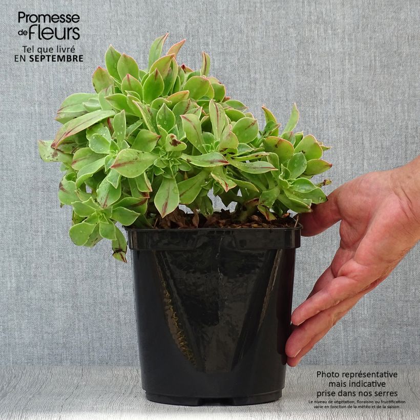 Exemplar von Aeonium leucoblepharum Topf mit 3L/4L wie im Herbst geliefert