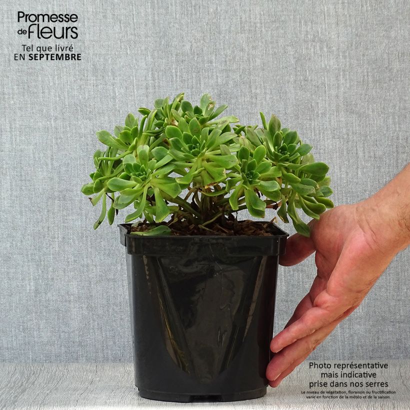 Exemplar von Aeonium occidentale Topf mit 3L/4L wie im Herbst geliefert