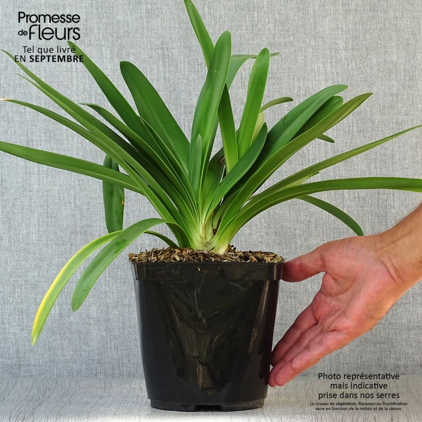 Exemplar von Agapanthus praecosubsp. orientalis Full Moon - Schmucklilie Topf mit 2L/3L wie im Herbst geliefert