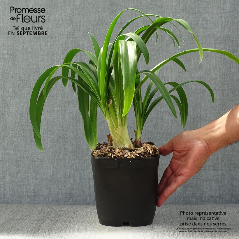 Exemplar von Agapanthus Vallée de l'Authion - Schmucklilie Topf mit 2L/3L wie im Herbst geliefert