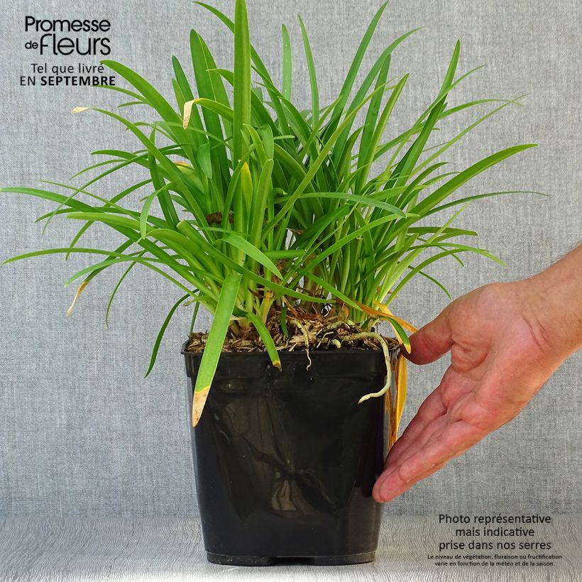 Exemplar von Agapanthus Vallée de la Romanche - Schmucklilie Topf mit 2L/3L wie im Herbst geliefert