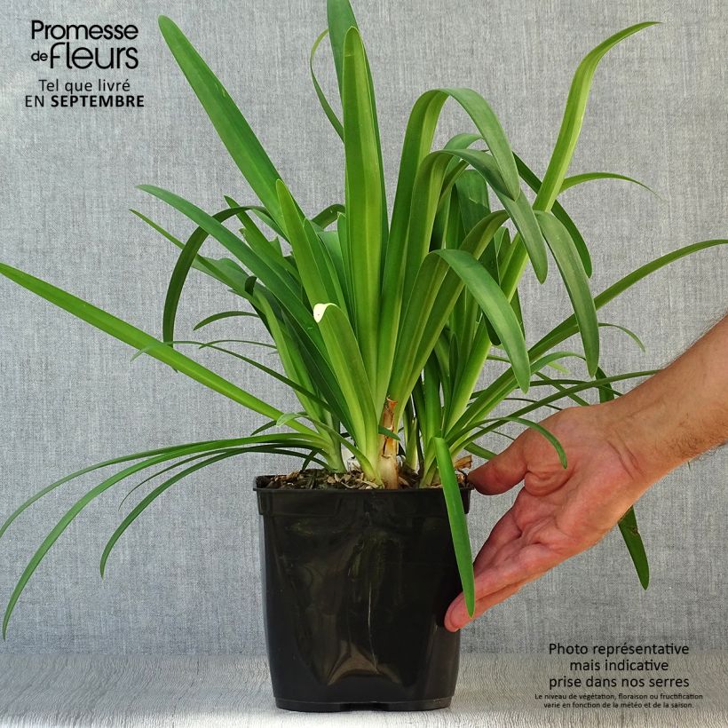 Exemplar von Agapanthus Vallée de la Sarthe - Schmucklilie Topf mit 2L/3L wie im Herbst geliefert