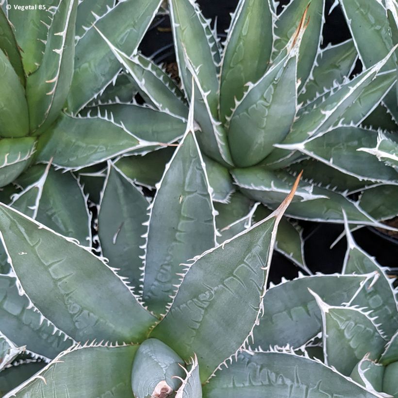 Agave kerchovei (Laub)