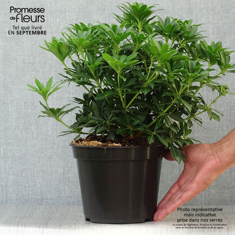 Exemplar von Schattenglöckchen Sarabande - Pieris japonica Topf mit 3L/4L wie im Herbst geliefert