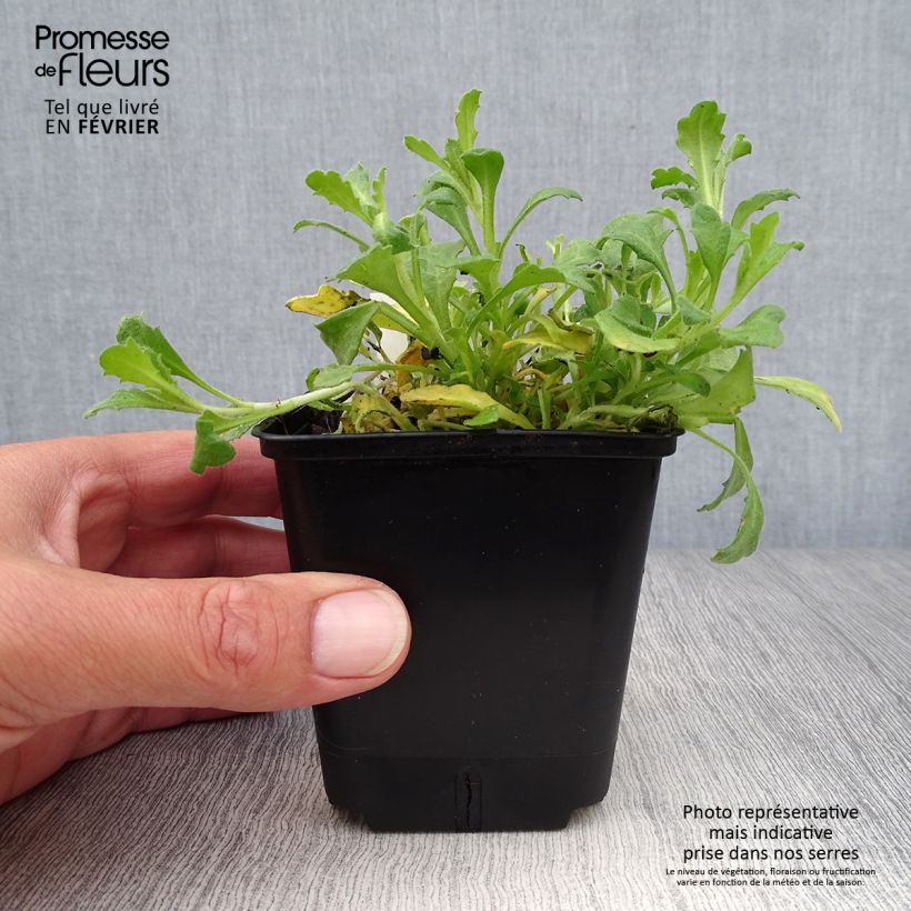 Exemplar von Blaukissen Cascade Red - Aubrieta Kleine Töpfe von 8/9 cm wie im Herbst geliefert