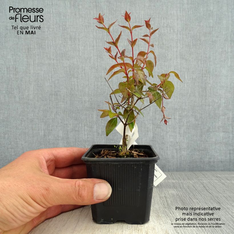 Exemplar von Abelia grandiflora Edward Goucher Kleine Töpfe von 8/9 cm wie im Frühjahr geliefert