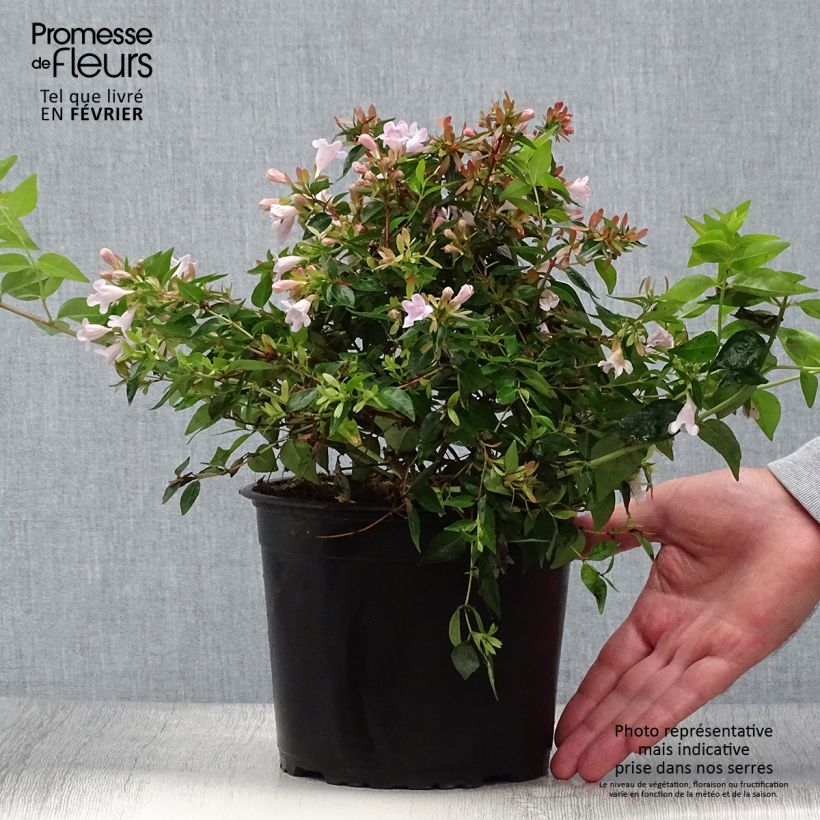 Exemplar von Abelia grandiflora Edward Goucher Topf mit 1L/1,5L wie im Herbst geliefert