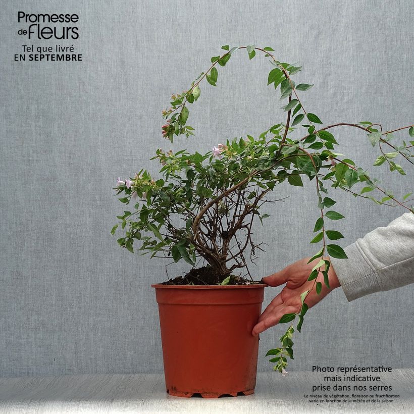 Exemplar von Abelia grandiflora Edward Goucher Topf mit 7,5L/10L wie im Herbst geliefert