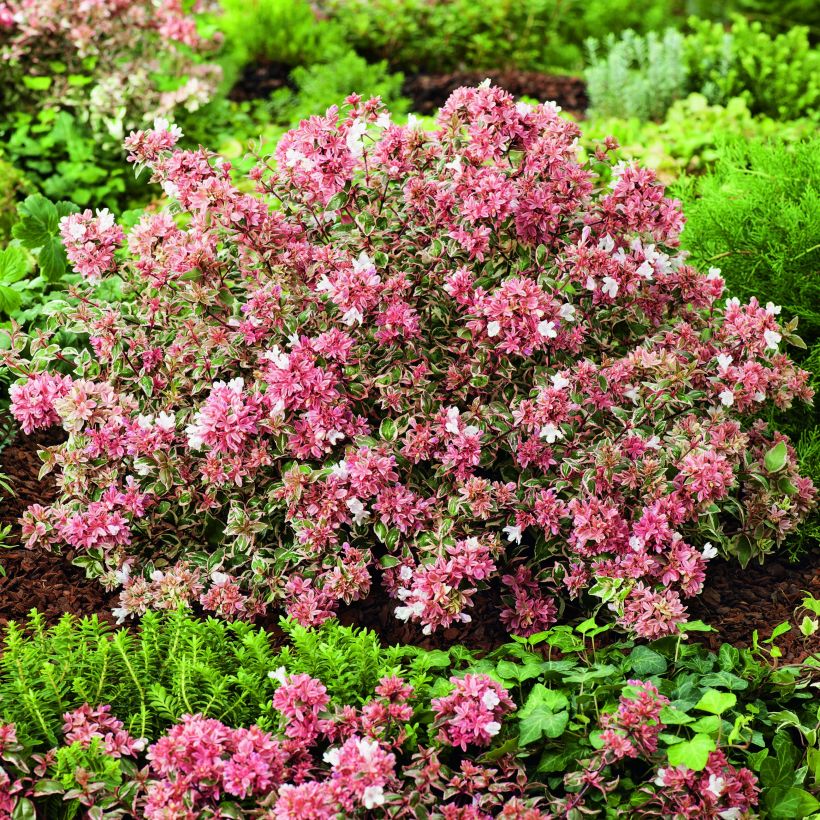 Abelia grandiflora Magic Daydream (Hafen)