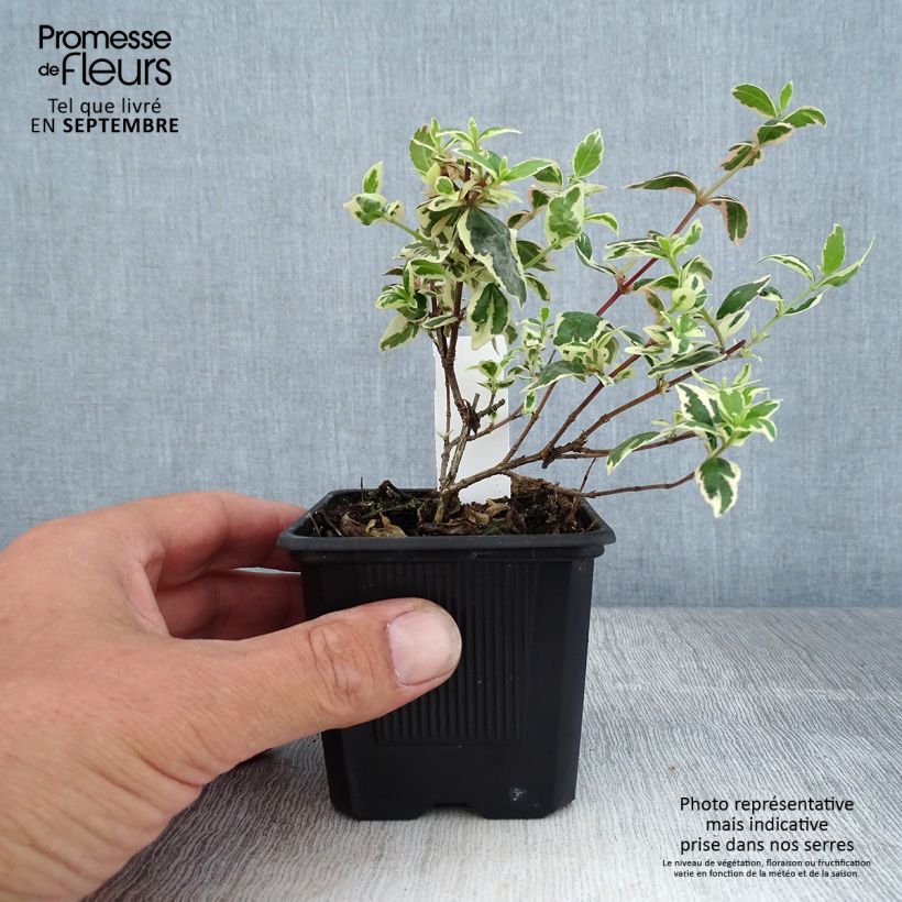 Exemplar von Abelia grandiflora Magic Daydream Kleine Töpfe von 8/9 cm wie im Herbst geliefert