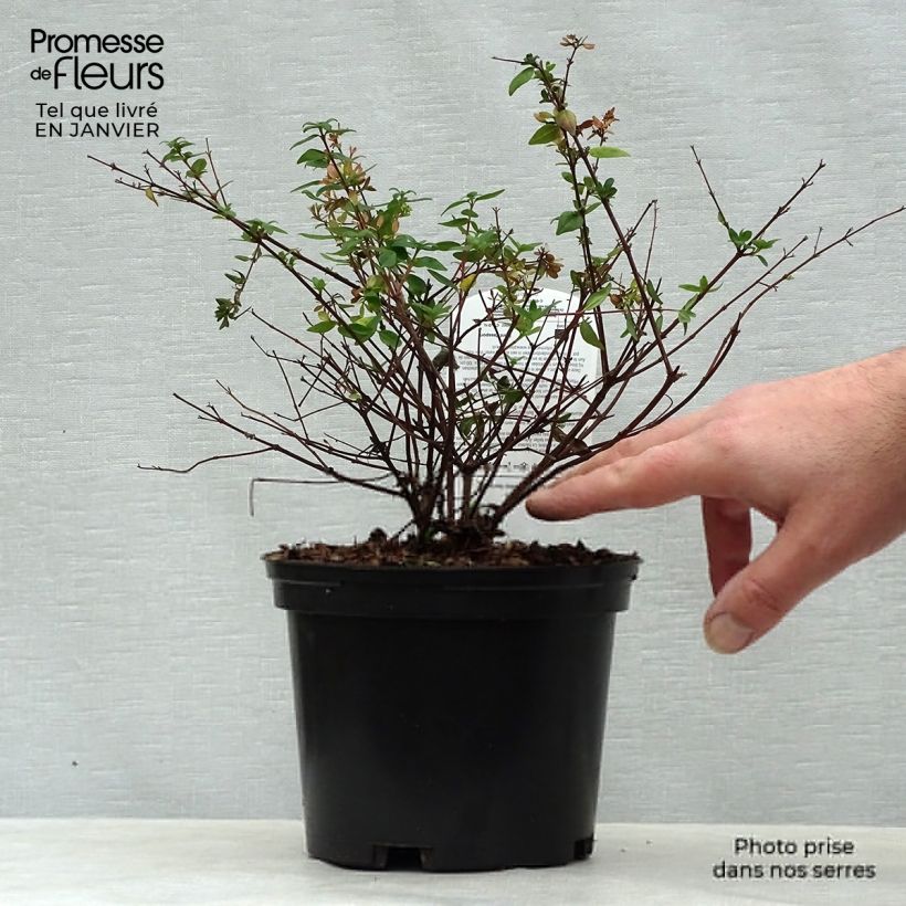 Exemplar von Abelia grandiflora Petite Garden Minedward Topf mit 2L/3L wie im Winter geliefert