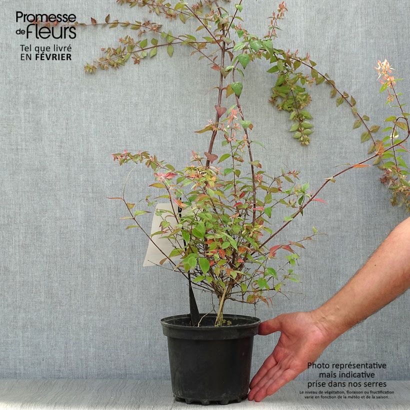 Exemplar von Abelia grandiflora Pink Pong Topf mit 3L/4L wie im Herbst geliefert